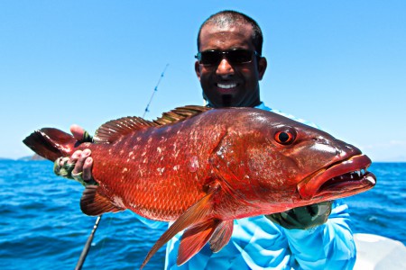 Panama 2015 Cubera snapper